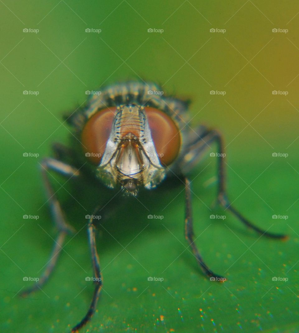 insect fly