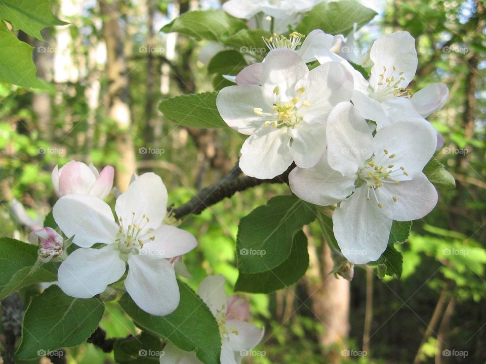 Apple-tree blossom