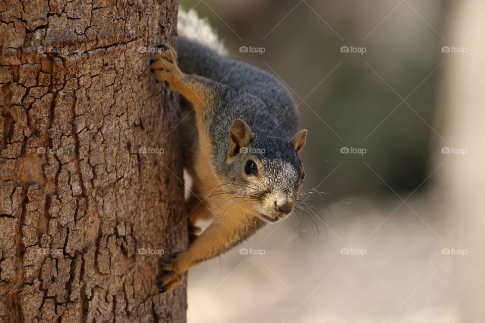 Squirrel on side of tree 
