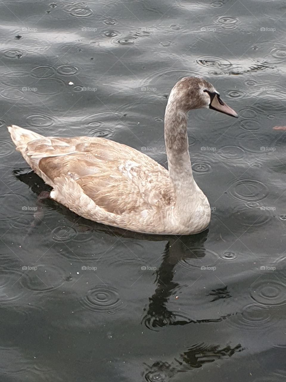 Grey swan