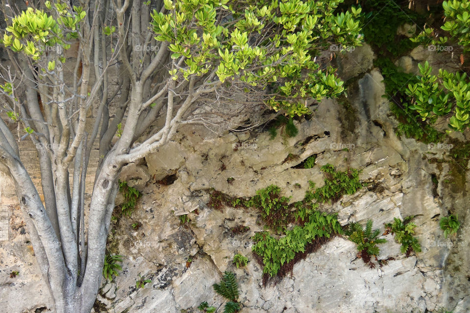 Tree in front of rock