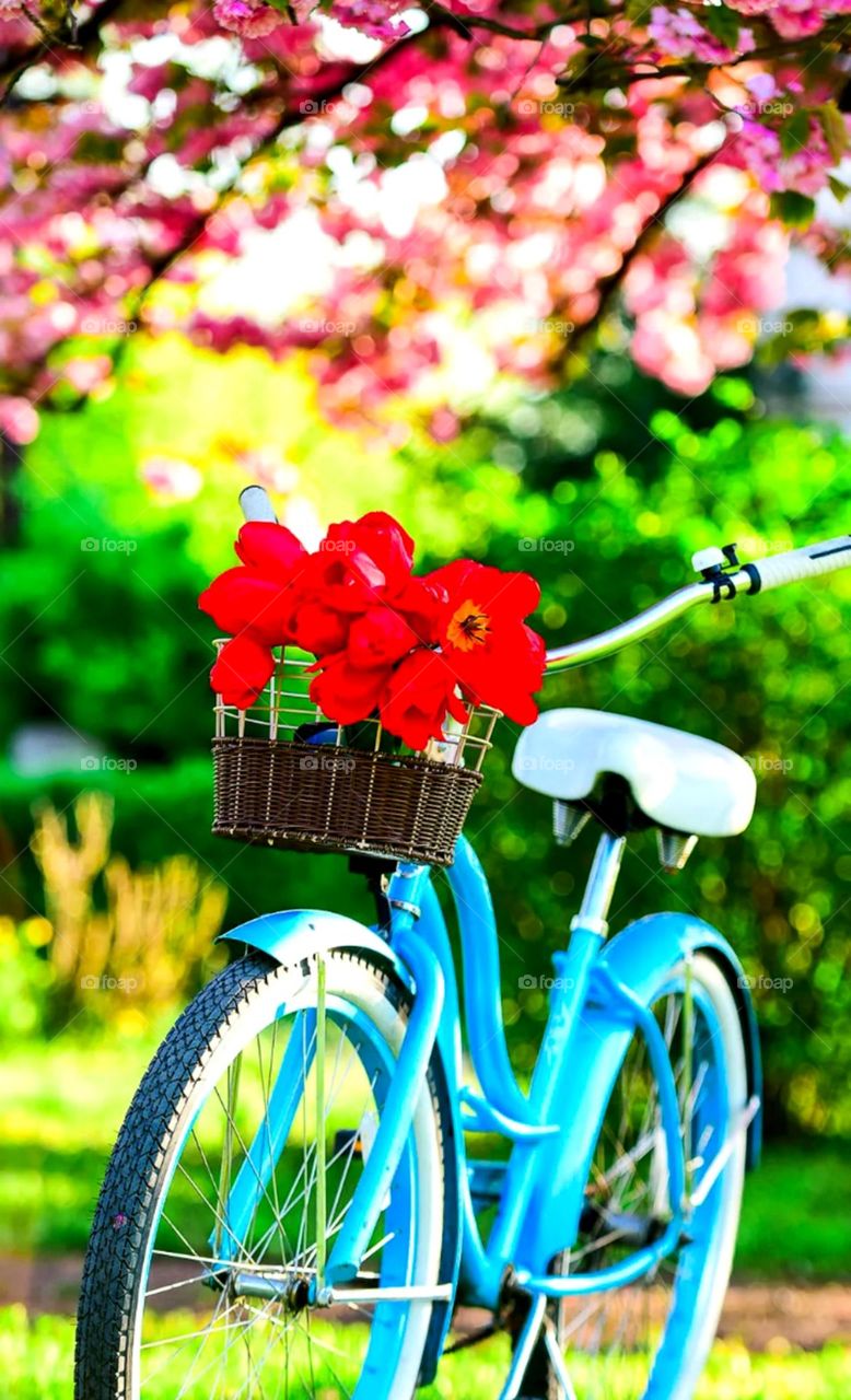 nice colour ladies bicycle and bring a flower nice looks natural place so beautiful