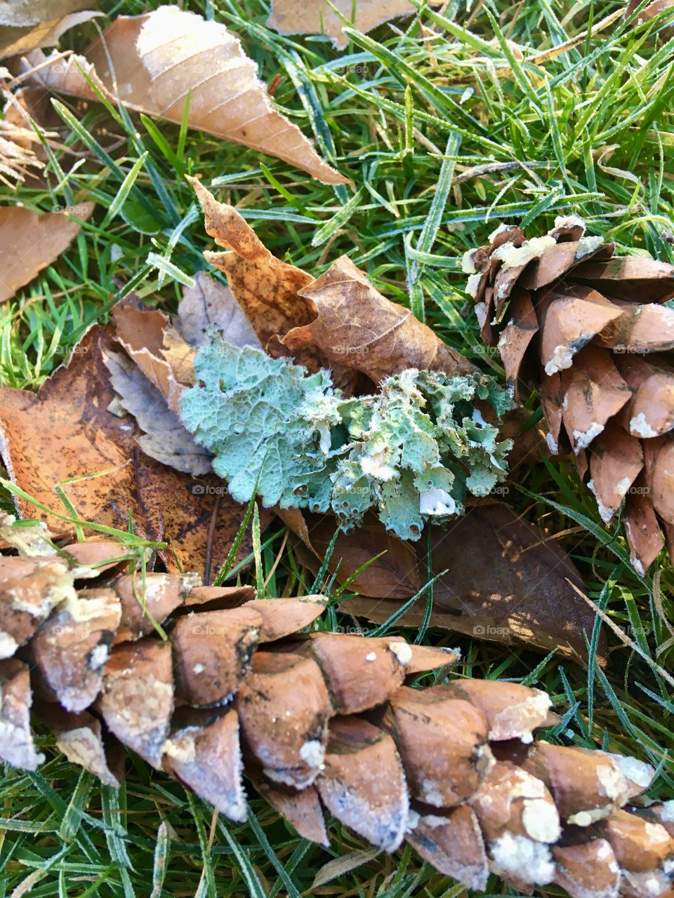 Frosty cones and lichen 