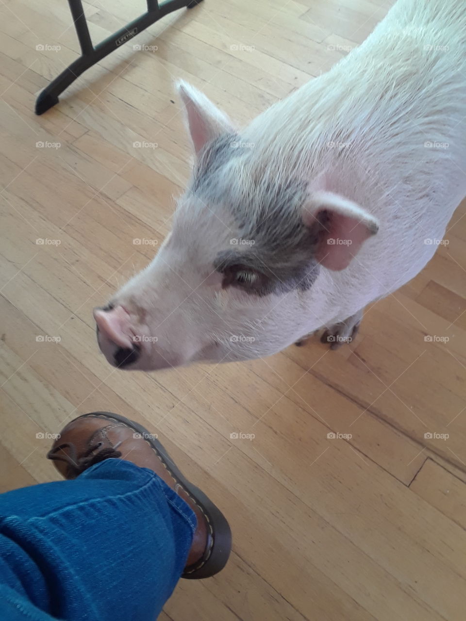 pot belly pig named Petunia on Thanksgiving day hanging out with a girl wearing Doc Martin boots