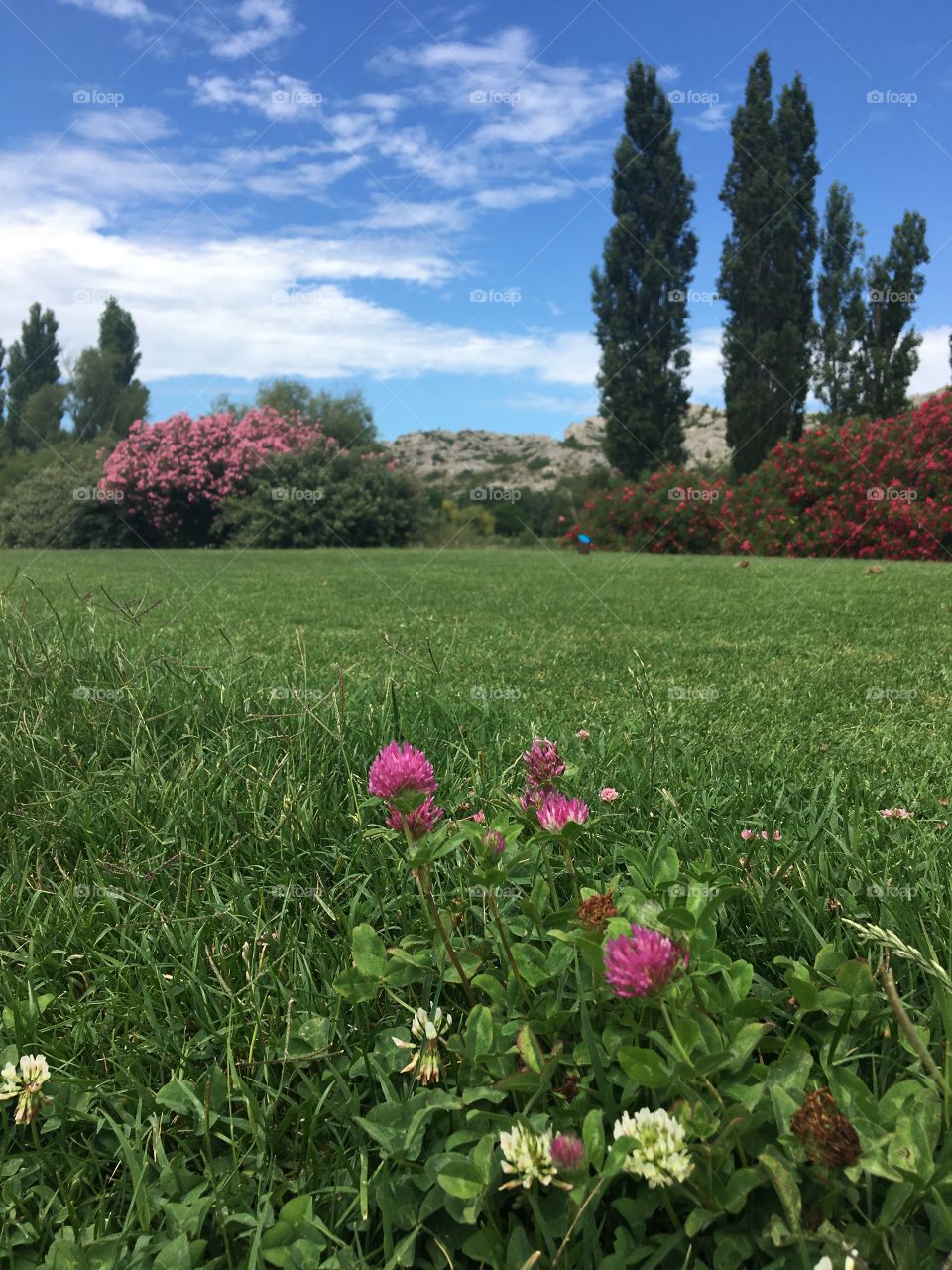 Clover flowers on green with view