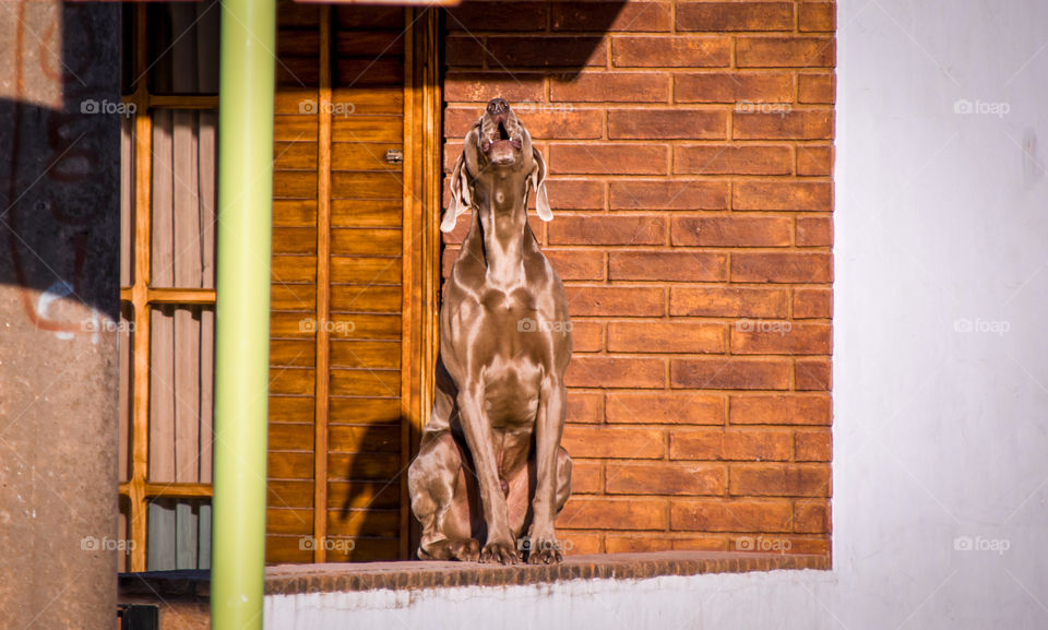 dog howling in the wind. beautiful animal