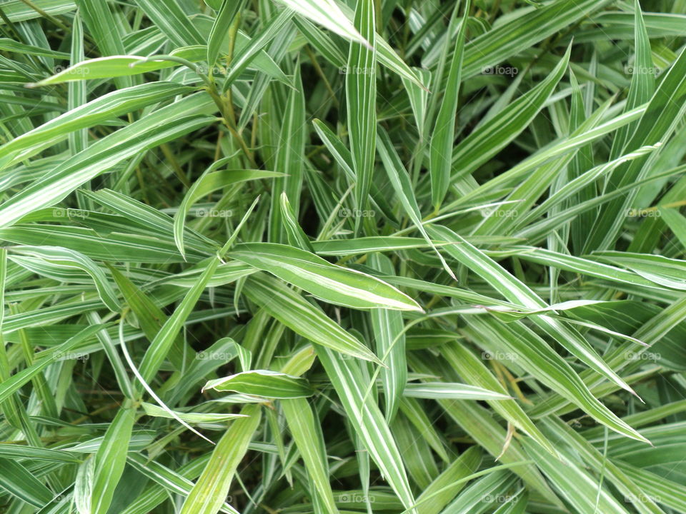 green bamboo leaf wallpaper