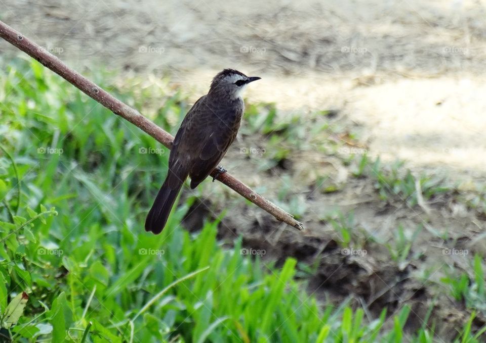 A cuckoo bird