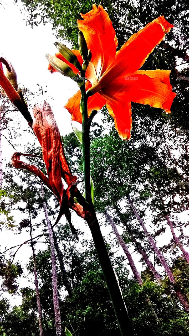 shot taken under and up daylilies reaching for the sky
