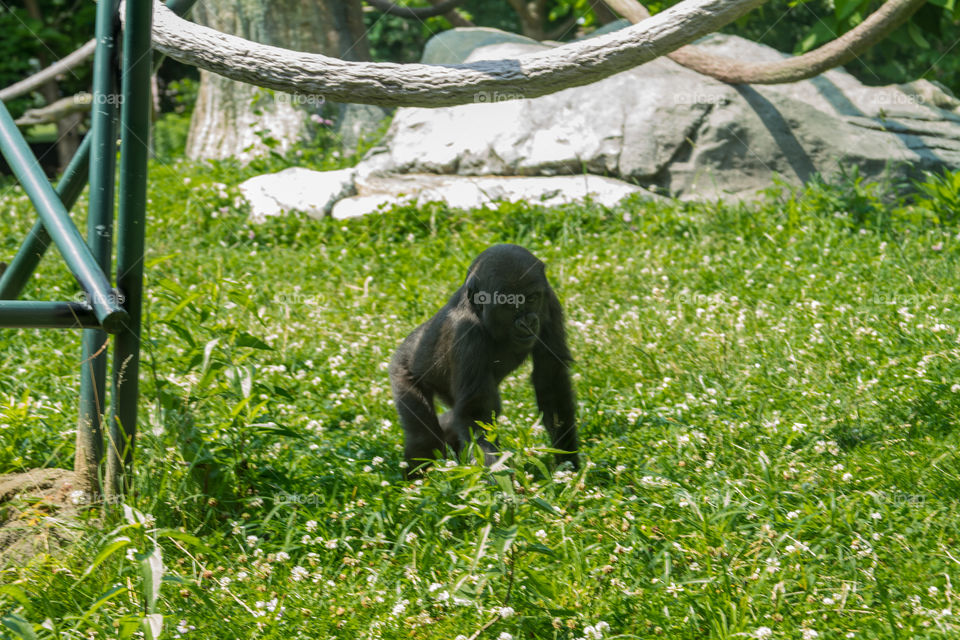 baby gorilla. baby gorilla walking