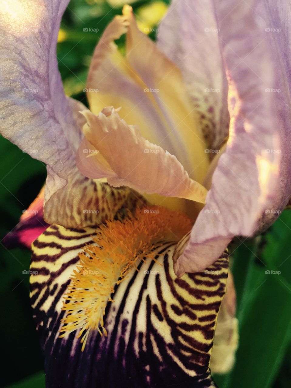 Purple and gold. Iris close up