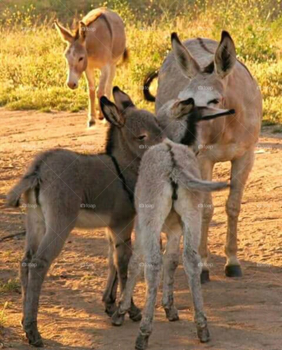 família dos burros