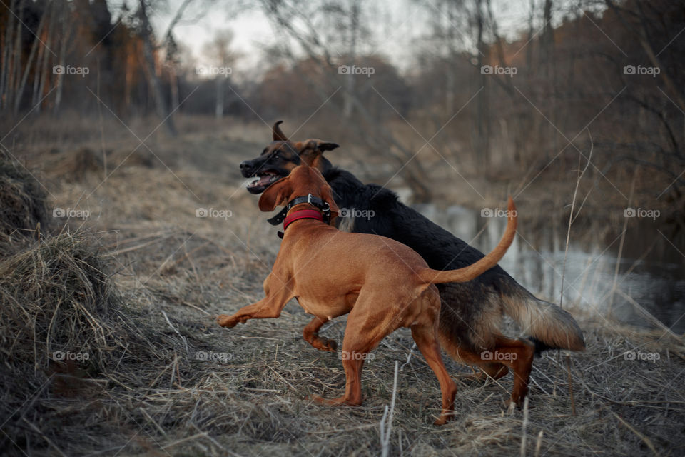 German shepherd young male dog playing with Hungarian vizsla dog outdoor at a spring evening