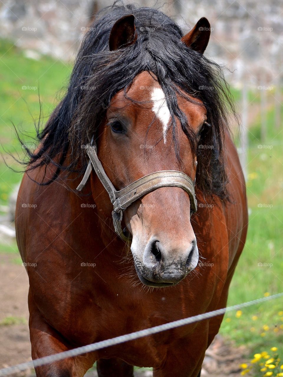 Farm, Mammal, Animal, Cavalry, Mare