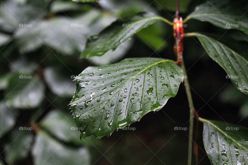 Closeup leaf in raindrops