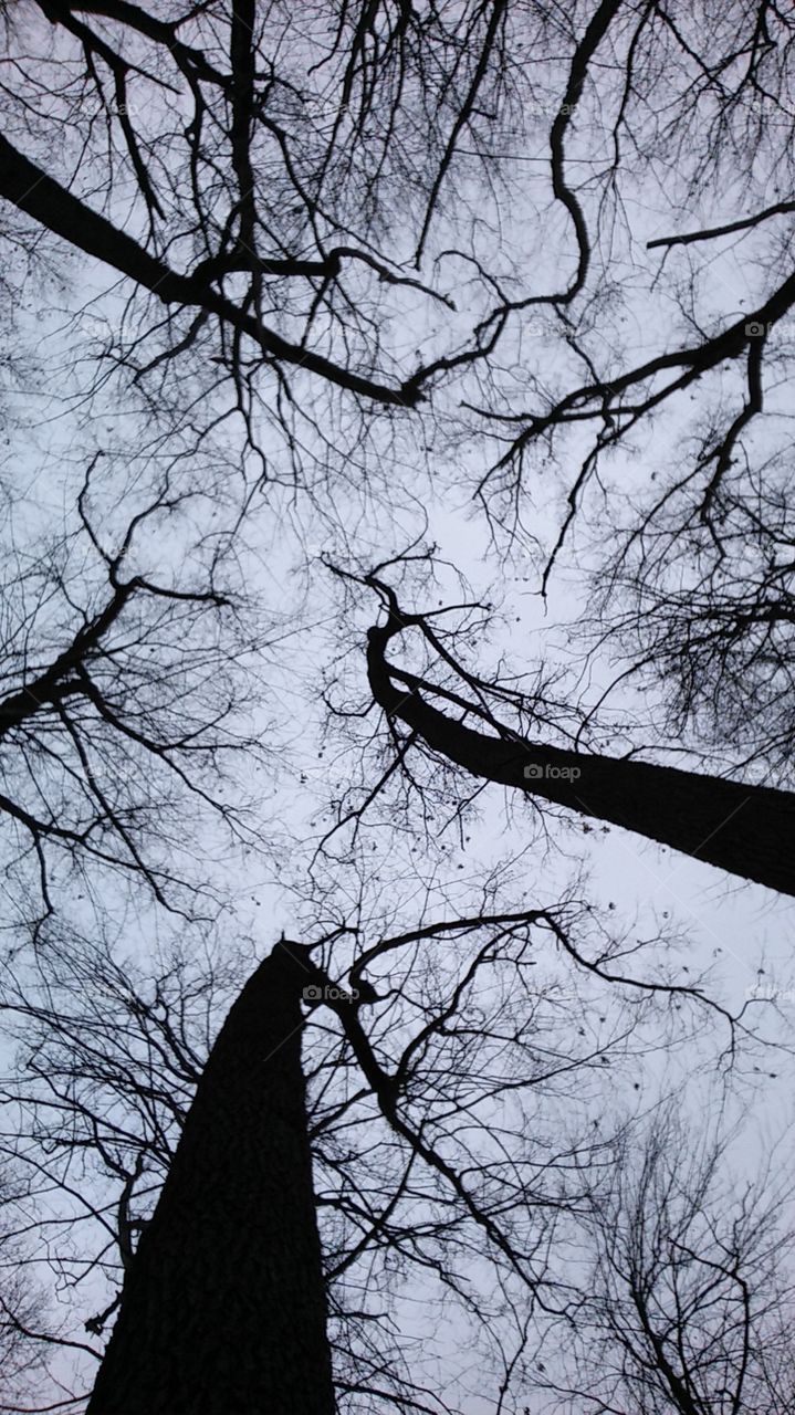 Dreary Trees