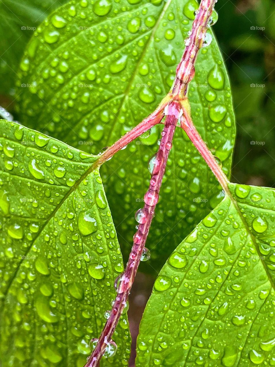 Fresh bright foliage: close up of the young leaves on the twig with raindrops 