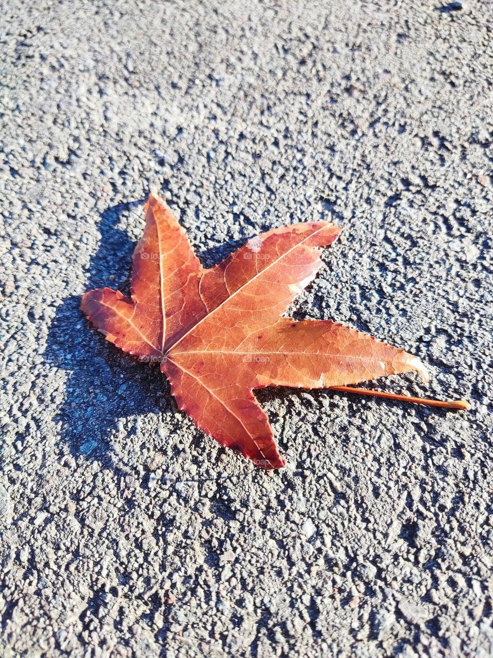 Leaf alone