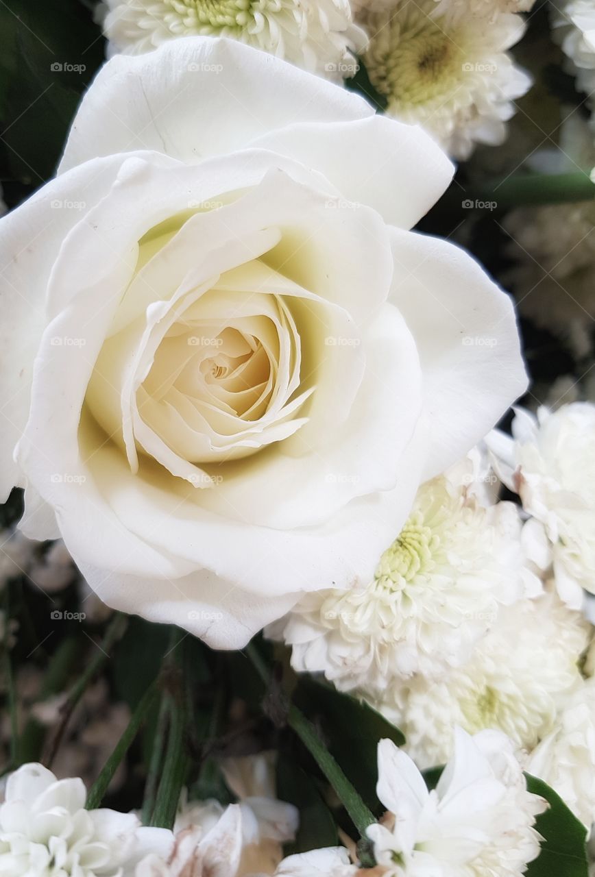 Simple white rose