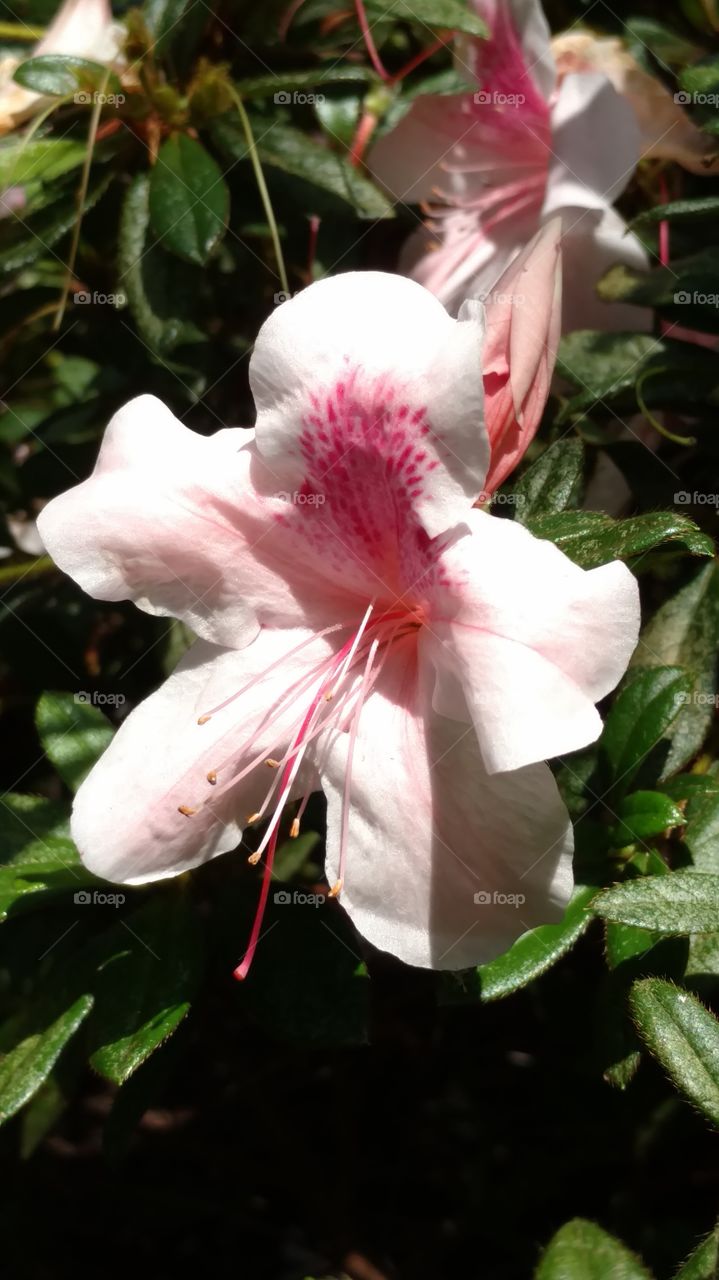 Flower, Flora, Nature, Leaf, Garden