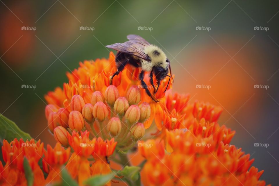 Bee on orange flower