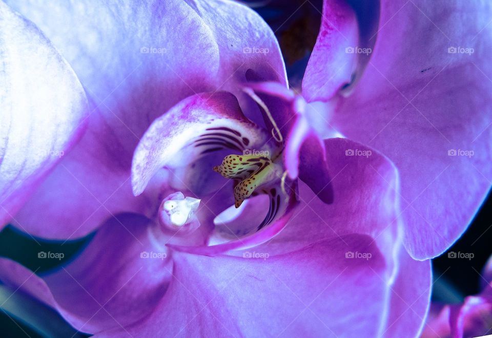 The beauty of purple Orchid