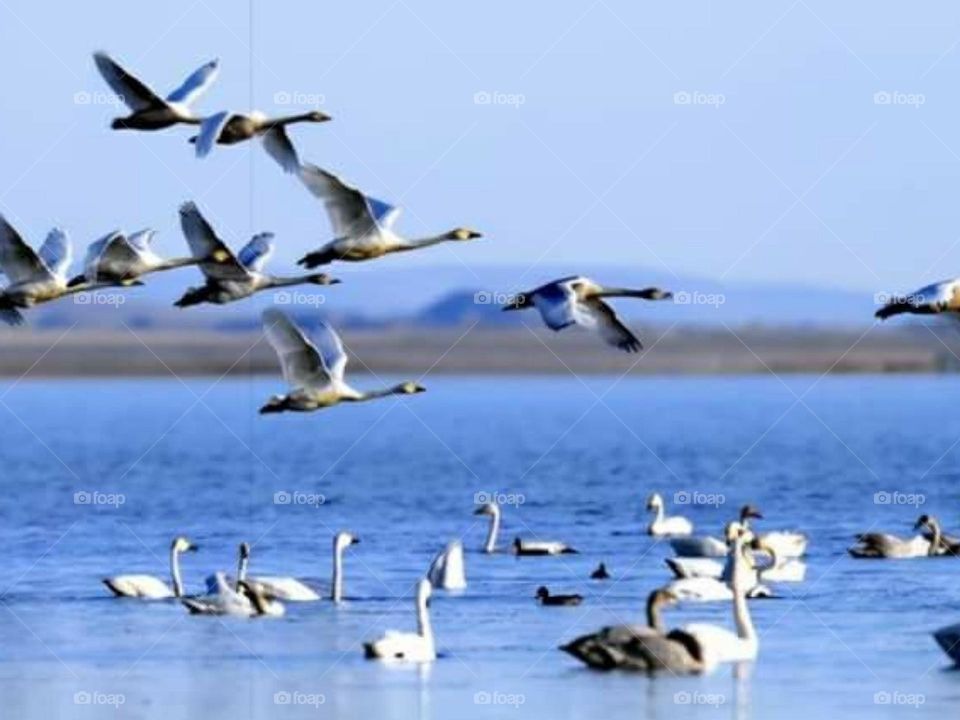 Birds dying the ocean