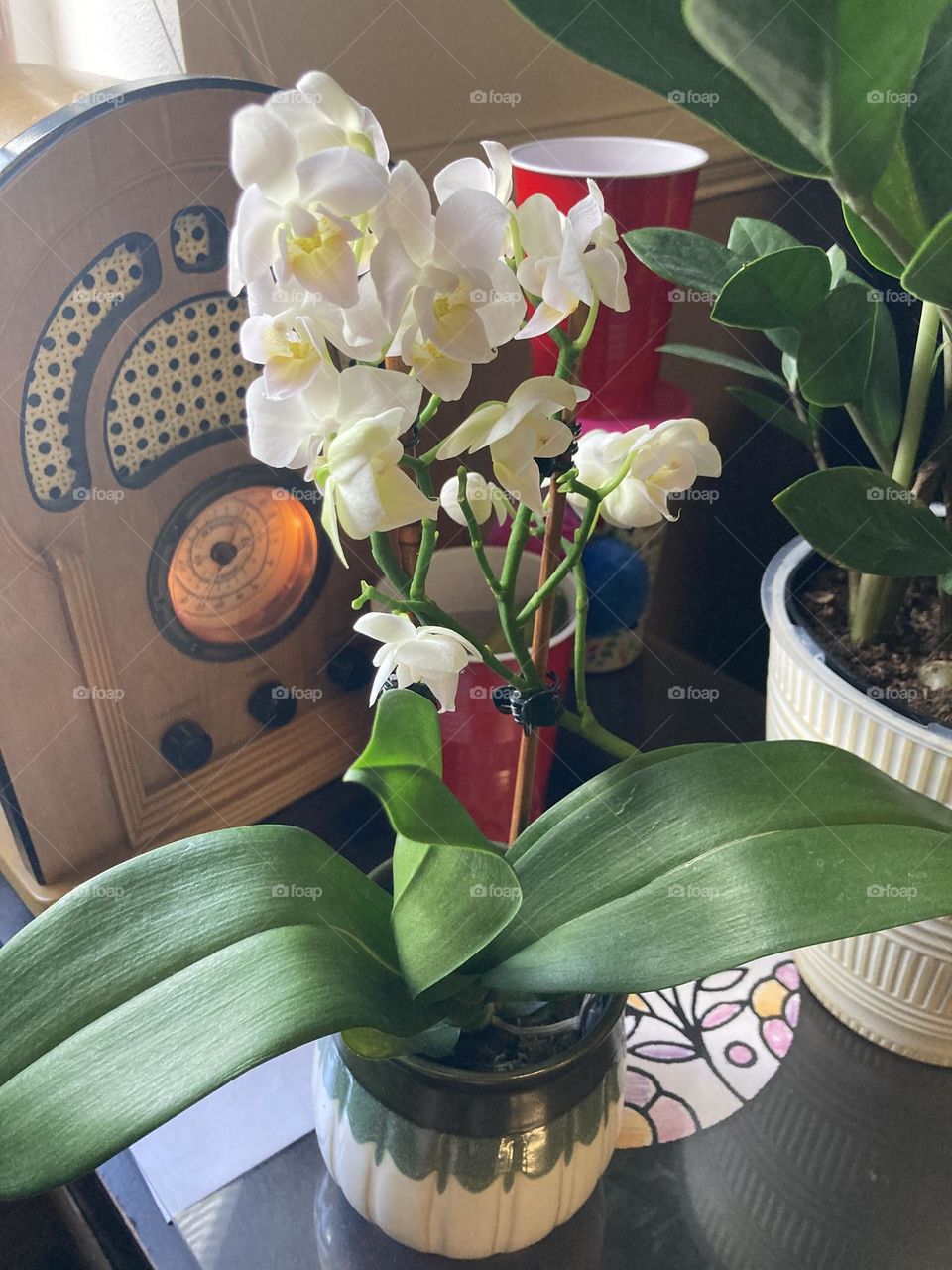 Beautiful white orchids and retro radio 📻