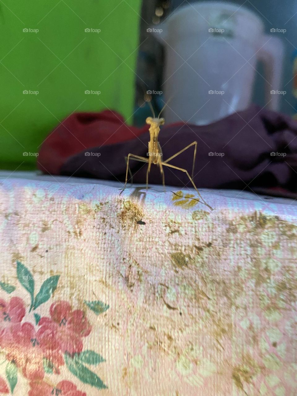 mantis insect