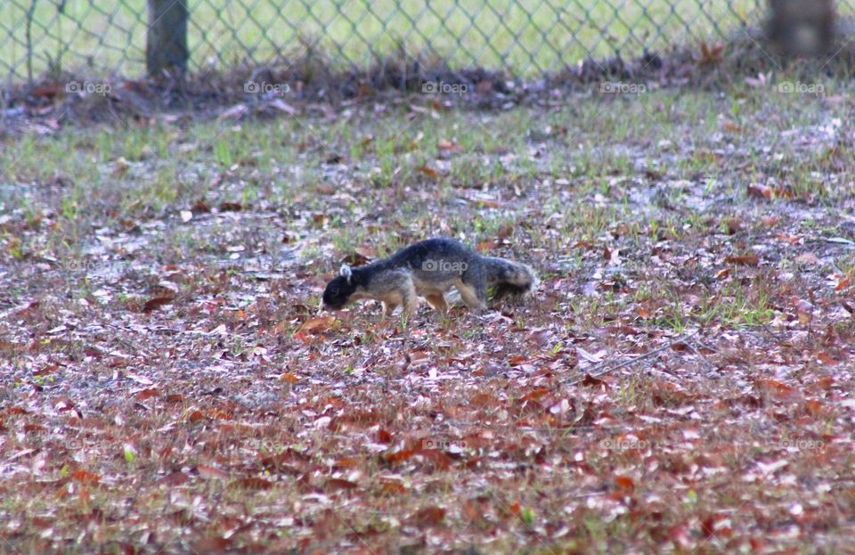 Fox squirrel burying nuts and seeds