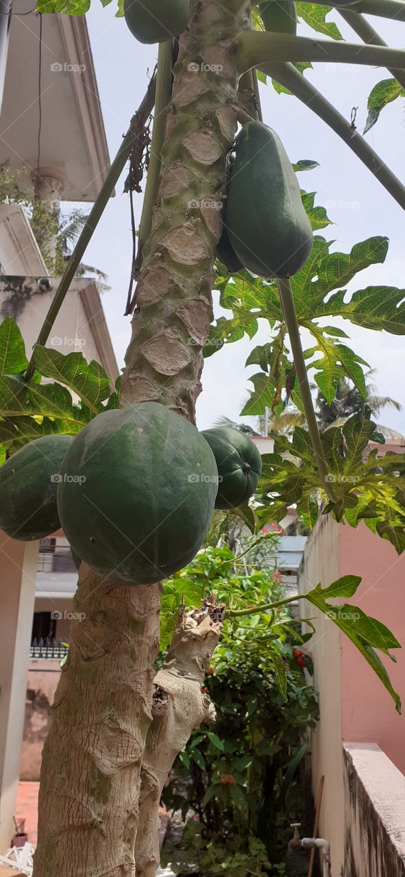 Our papaya tree carrying fruits waiting for a few weeks to ripe.
