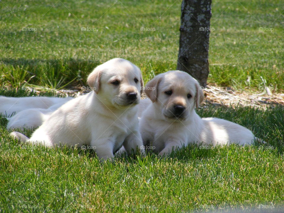 Two puppies resting on grassy field