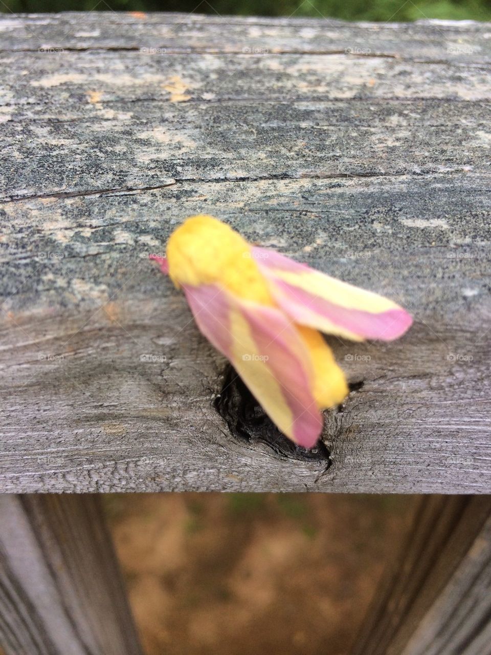 Pink and Yellow Moth