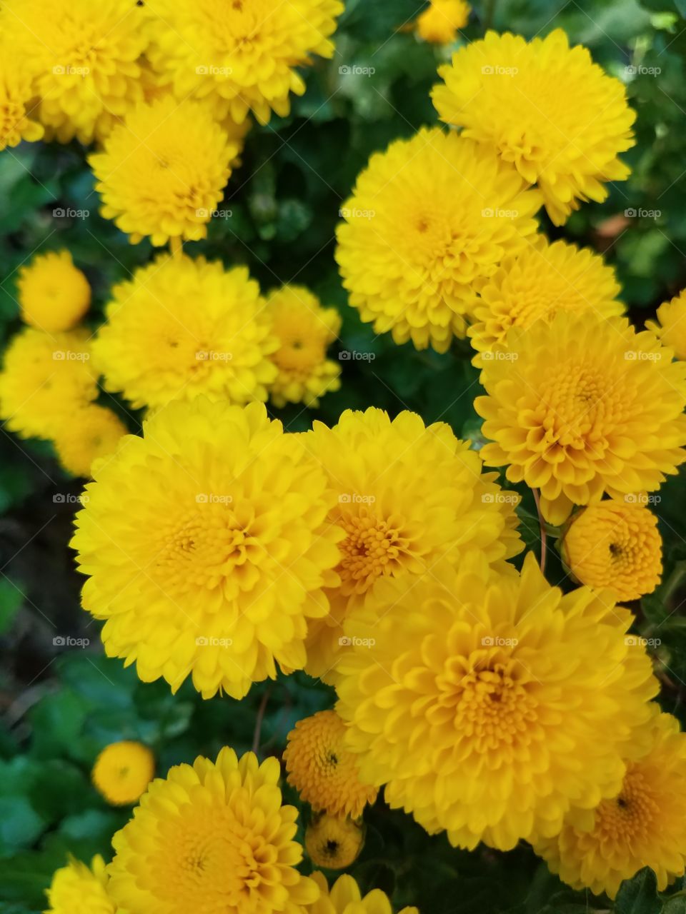 yellow marigolds