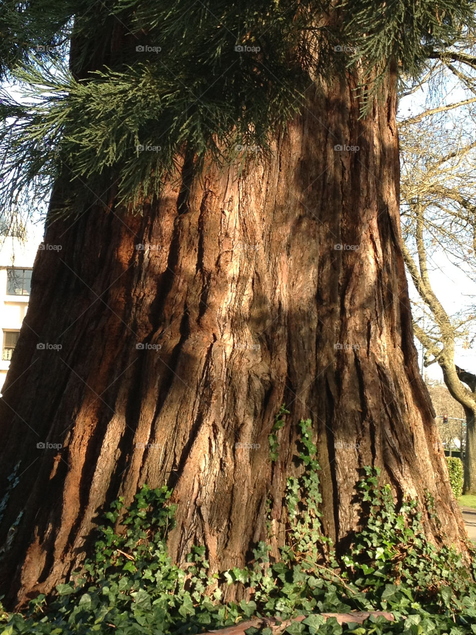The oldest and tallest redwood at the Capitol