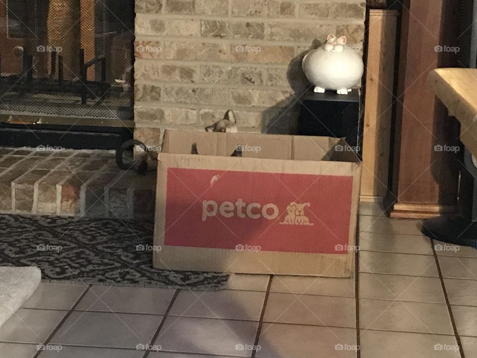 Where’s the kitty ?????