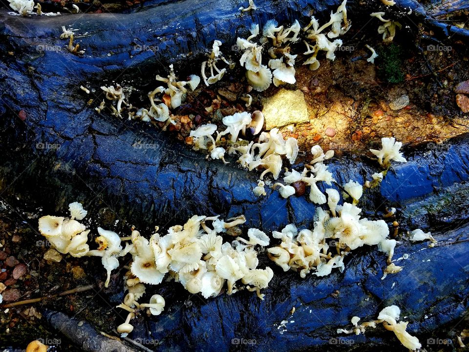 mushrooms on the shoreline