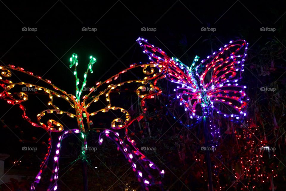 Butterfly Lights