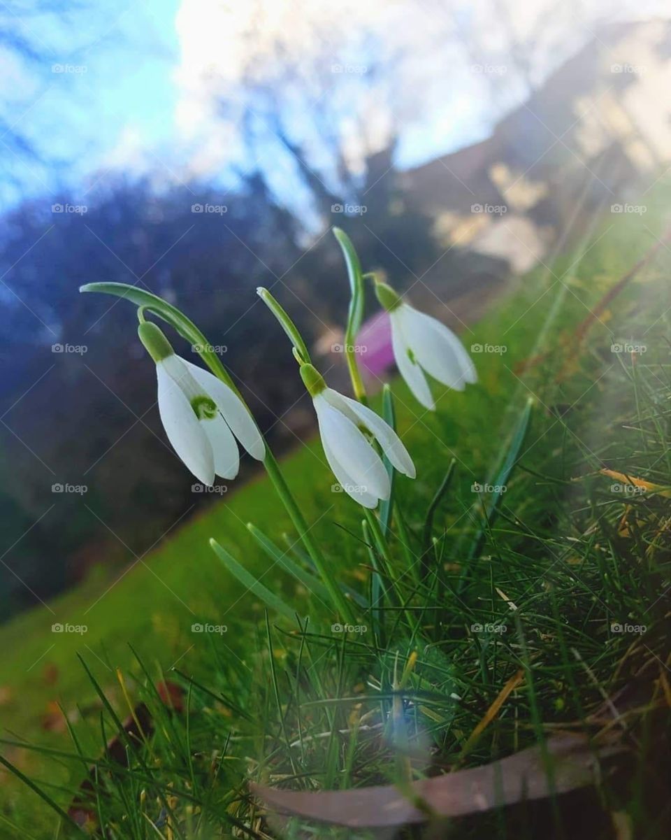 Snow drops flowers in spring with sunrays shining down