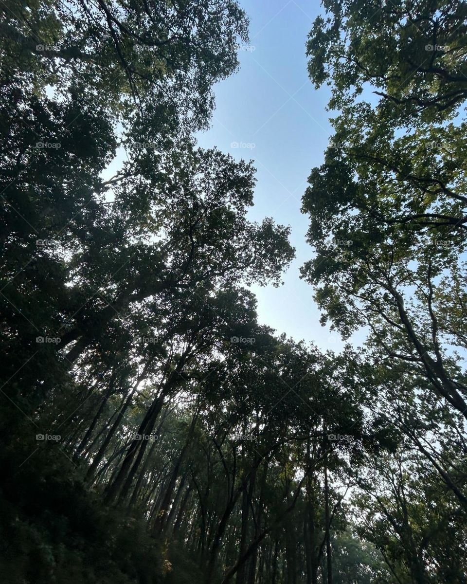 most beautiful and attractive view in the garden.