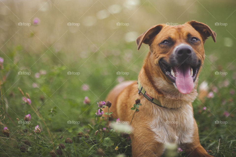 Dog sitting in meadow