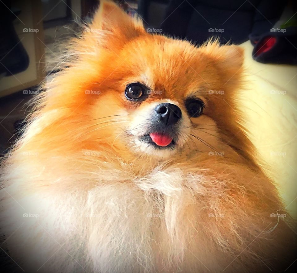 Pomeranian spitz dog extreme close-up cute adorable fluffy fluff 
