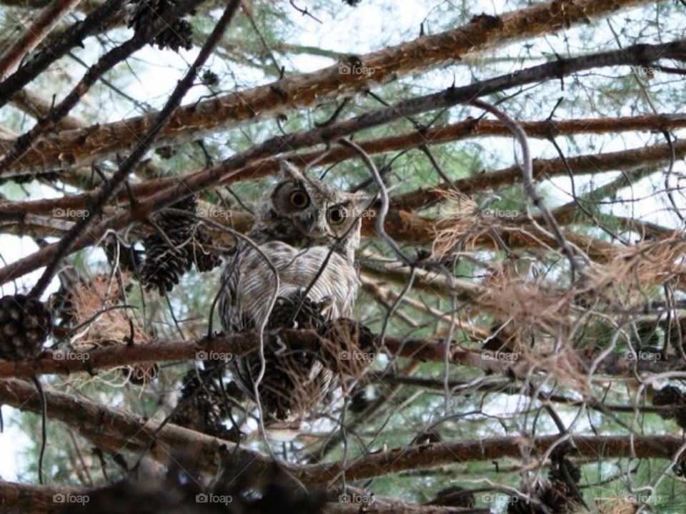 Owl - New Mexico