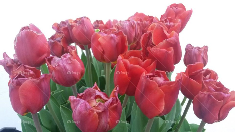 tulips