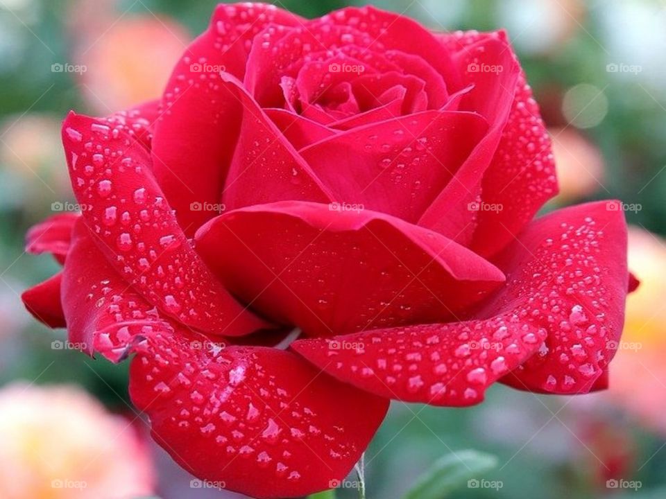 Красота природы