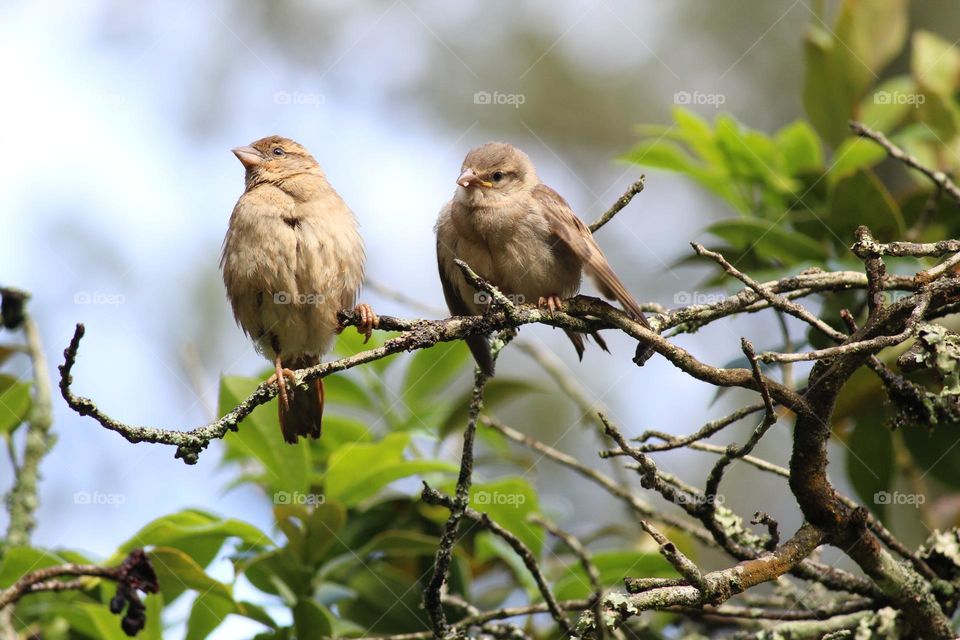 cute birds