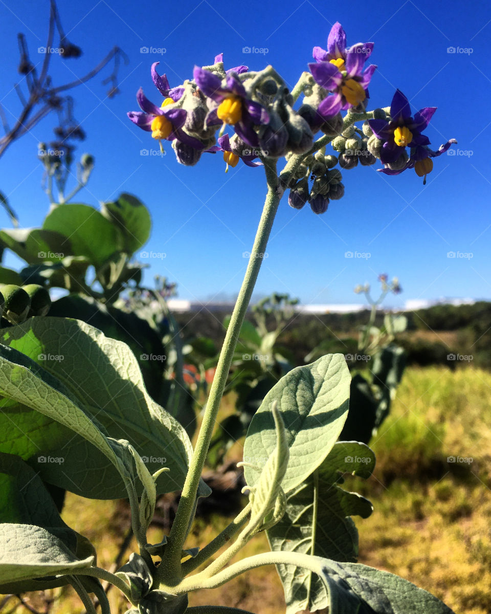 🇺🇸 Our flower being highlighted by the infinite horizon background is an example of very beautiful vertical photography! / 🇧🇷 A nossa flor sendo destacada pelo fundo do horizonte infinito é exemplo de fotografia vertical bem bonita!