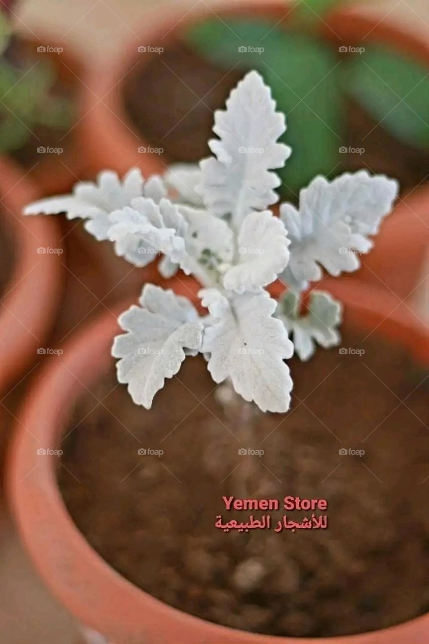 A very beautiful picture, and there is no better picture than it. There is no better picture of green herbs and colorful, red and white roses than it. Glory be to God, the natural and picturesque view, and there is no more