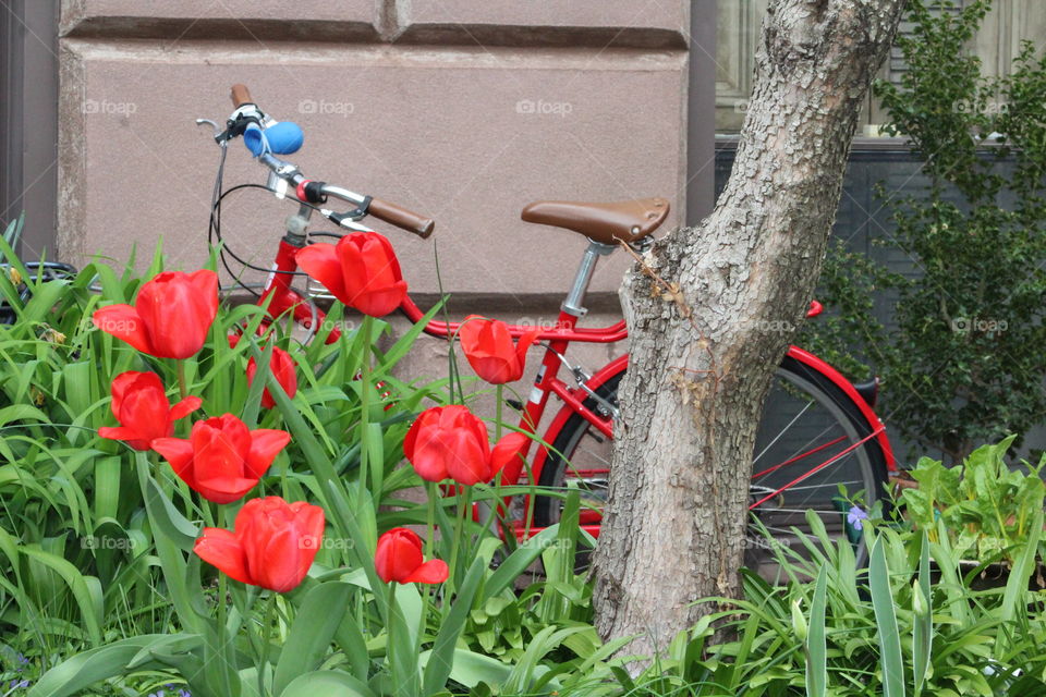 Bright red tulips and bike with tree trunk and greenery