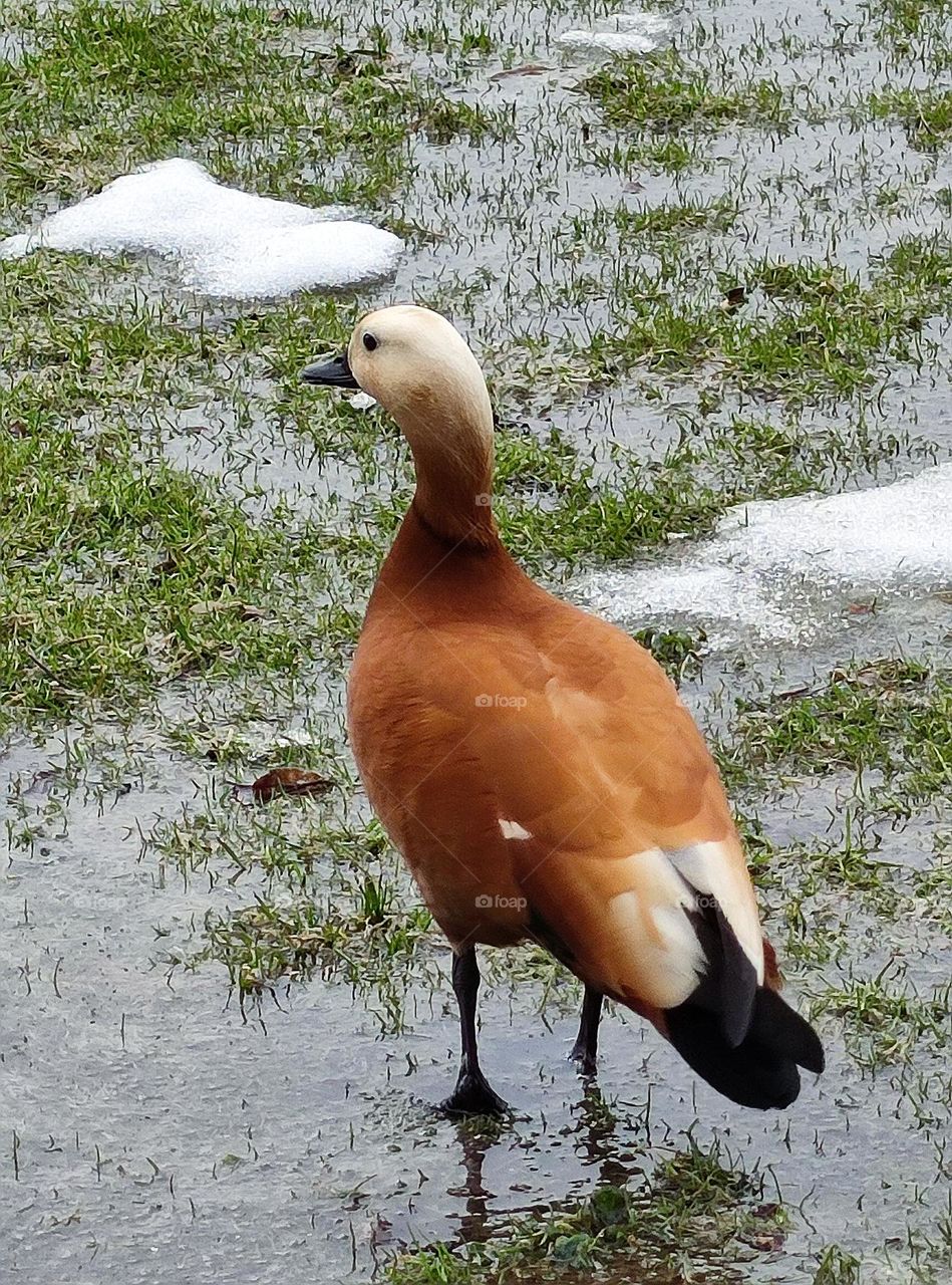 The beginning of spring. The duck stands on the bank of the river, on which there is green grass, water and the remains of snow